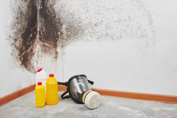 Best Bathroom Mold Remediation in Rothschild, WI