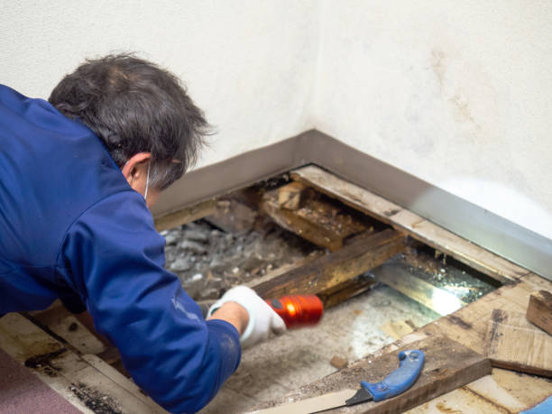 Best Attic Mold Remediation in Rothschild, WI