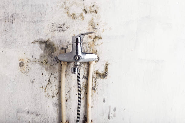 Best White Mold Remediation in Rothschild, WI