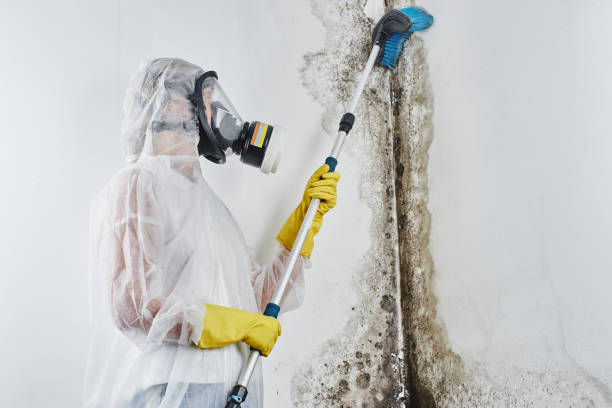 Best Industrial Mold Remediation in Rothschild, WI