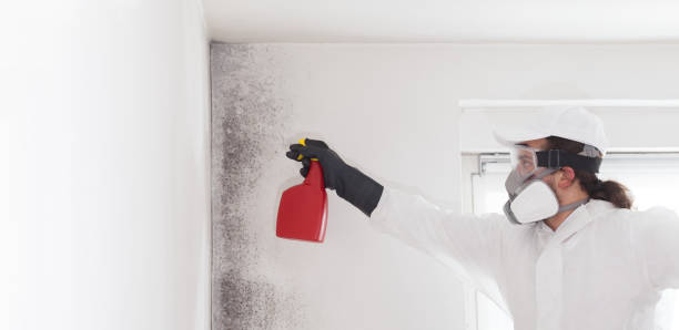 Best Mold Remediation for Schools in Rothschild, WI